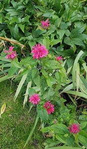 Monarda, menta indiana