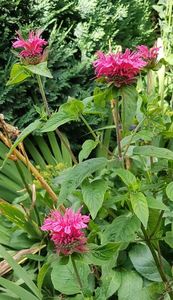 Monarda, menta indiana