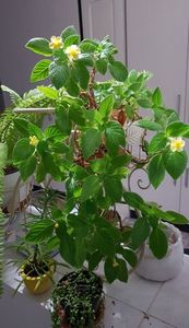 Episcia Tropical topas- inceput de inflorire