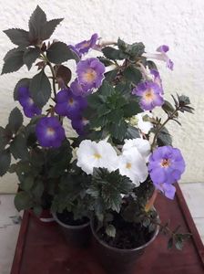 ...si BriD s Luisa...