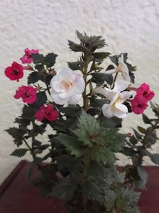 Pink Elfe si Lemon Orchard