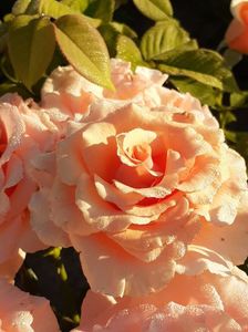 20200704_063903(0)