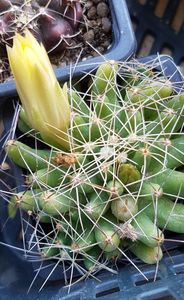 Mammillaria longimamma