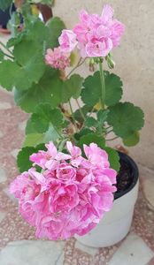 Mosaic pink