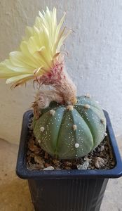 Astrophytum asterias-a doua floare