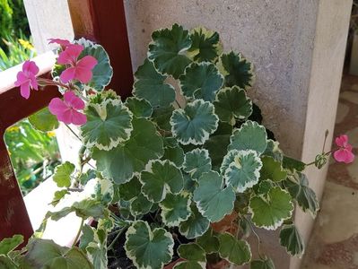 Petals-sport of Madame Salleron