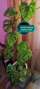 Philodendron Monkey Mask