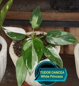 Philodendron White Princess