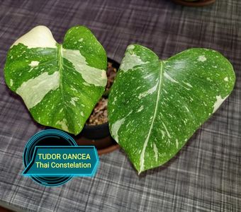 Philodendron Thai Constelation