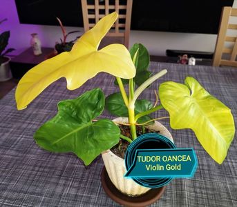 Philodendron Violin Gold