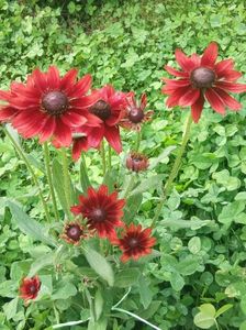 Rudbeckia