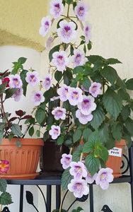 Ambroise V face spectacol vara asta!