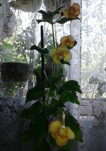 9- Peach Orchard jpg