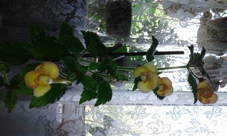 9- Peach Orchard jpg(1)