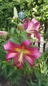 lilium orientale "Empoli"