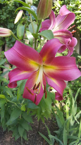 lilium orientale "Empoli"