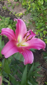 lilium orientale No Id; Initial crezusem ca este "Josephine" dar nu e ea/el. Empoli sigur nu e ca acela nu-i pistruiat.
