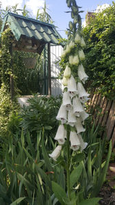 digitalis "Pams choice"
