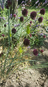 allium sphaerocephalon