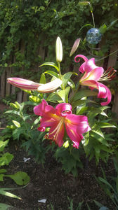 lilium orientale "Empoli"