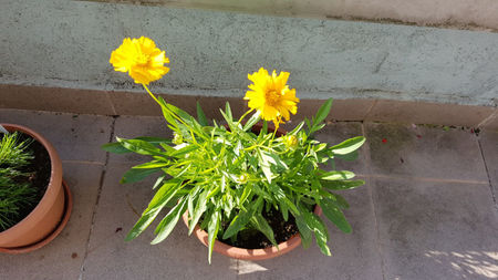 Coreopsis