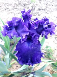 PURPLE  RITZ