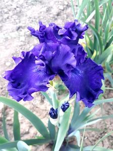 PURPLE  RITZ