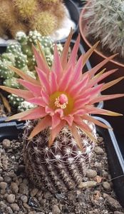 Eriosyce odieri
