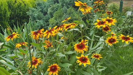 Rudbeckia