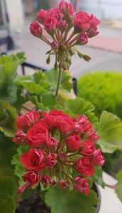 No id