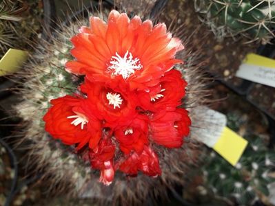 Parodia sanguiniflora