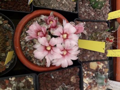 Gymnocalycium sp