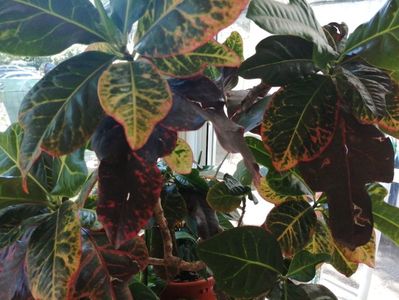 Croton