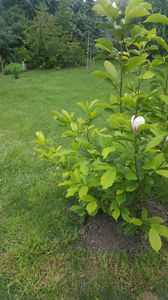 Magnolia x soulangeana