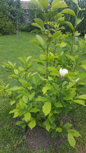 Magnolia x soulangeana
