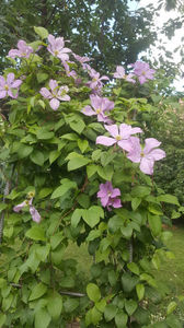 clematis hybr. pink