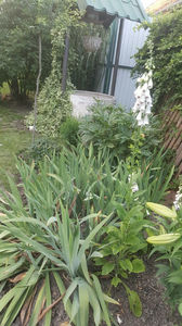 digitalis "Pams choice"