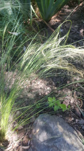 stipa capillata hybr,