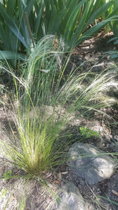 stipa capillata hybr,