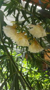 nerium oleander cream