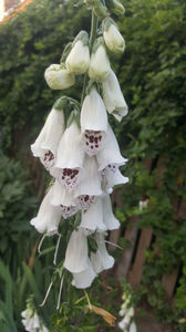 digitalis "Pams choice"