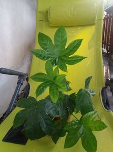 iedera falsa