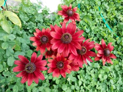 Rudbeckia Cherry