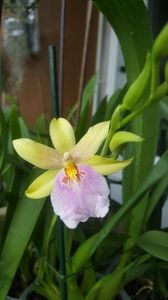 miltonia sunset