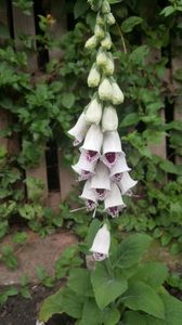 digitalis pam's choice