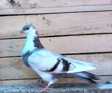8750  mascul  2020_2