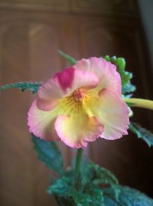 Limoncello