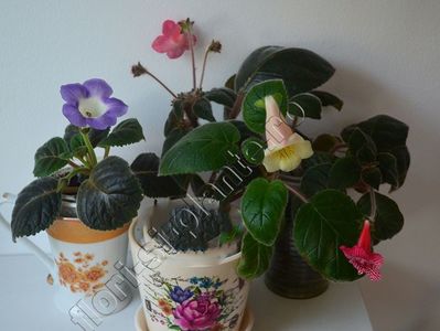 Gesneriaceae