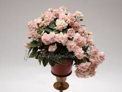 pink mint