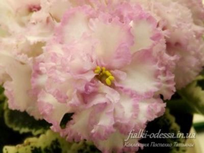 LE ISOLDE